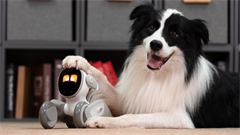 Loona junto a un border collie